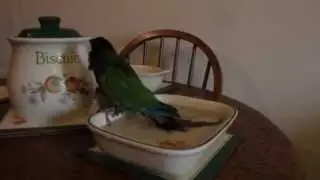 Green Cheek Conure (Molly) Having A Bath!
