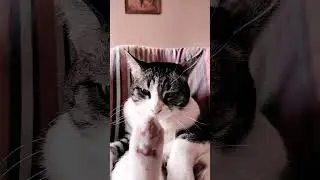Симба