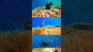 Diving at Wakatobi 🪸🐟🐚🌊💓 #diving #adventure #snorkeling #sea #beach #beauty #beautiful #trip
