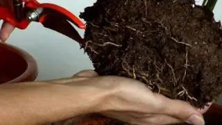 How to revive a rotten plant from overwatering