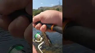 Кефал на спининг.