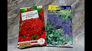 🌼Просто ПОСЕЙТЕ МНОГОЛЕТНИКИ СЕМЕНАМИ ❗ КЕРМЕК и ЛИХНЕС мой ОПЫТ ВЫРАЩИВАНИЯ 📌