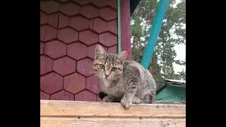 📌Как приучить котёнка к туалету (лотку)!!!