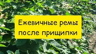 Ежевичные ремы после прищипки. Блэк Джем.