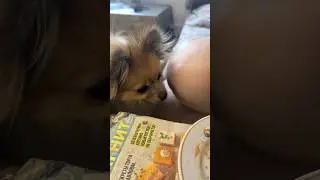 С ней спокойной не поешь #собака #pomeranian #tiktok #reaction #smile