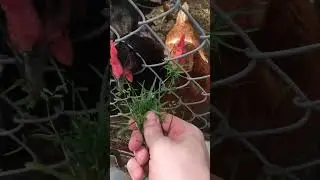 Rooster attack 😂😂