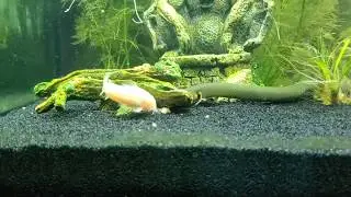 Ropefish (reedfish) on the hunt