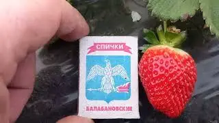 клубника 1 декабря