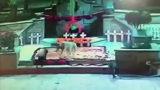 Perritos sobre ofrenda con el intro de King of the Hill
