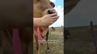 Ура!!!!Стельная #корова #деревня #животные #белгород #animals #белгородскаяобласть #cow