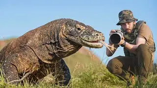The World's Most Dangerous and Wildest Animal: Komodo Dragon