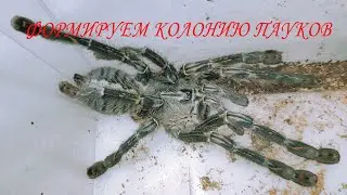 Poecilotheria rufilata form a tarantula spider colony. Cannibalism or not? Arachnophobia.