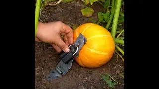 Quick gardening hacks 🍅 #shorts #planting #gardening