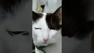 Cat sings I wanna dance with somebody by Whitney Houston