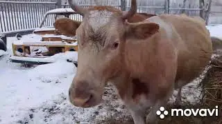 Неожиданный отел.