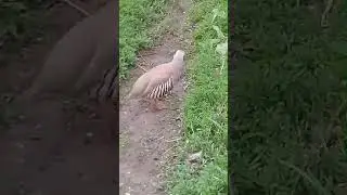 Кабки Обид
