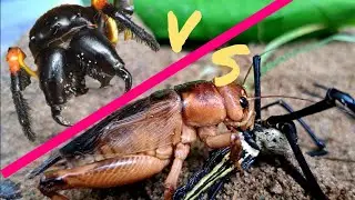 Wild spiders and crickets - Who will become the prey 🦗🕸 | Tropical Forest Bees