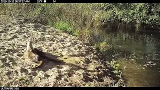 Three Playful Otters
