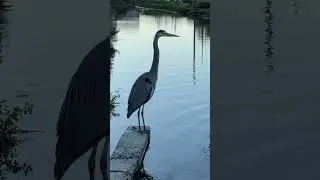 Great Blue heron.. #short #heron #bluehour