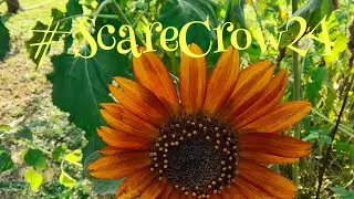 🍁 #Scarecrow24 🎃 Hosted By @thehillbillychickenranch 🍂