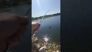 Pulling Bluegill Out of Oakland Lake Park in Fort Worth #fortworth #fishing #bluegill