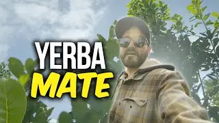 Te muestro un CAMPO de Yerba MATE🧉