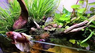 Betta's Aquascape maintenance | 60cm Aquaterrarium (4)