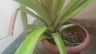Abacaxi no vaso após 3 anos