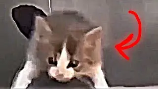 Очень серьезное видео