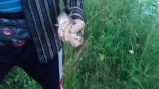 Рыбалка на карася . Рыбачили на карася на знакомом пруду , а поймали неизвестную рыбу . 🤔