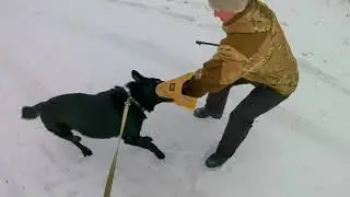 Дрессировка ЗКС немецкой овчарки