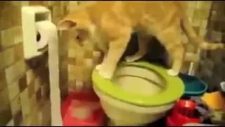 Tuvalet kağıdını nedensiz bir şekilde klozete dolduran kedi