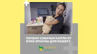 Почему собачьи капли от блох опасны для кошек?