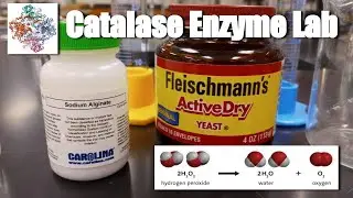 Enzyme Catalysis Lab [AP Bio 3.2]