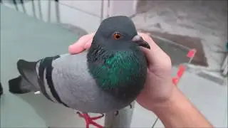 Cute Lovely Pigeon Pet