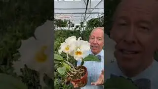 The Best White Cattleya of All Time