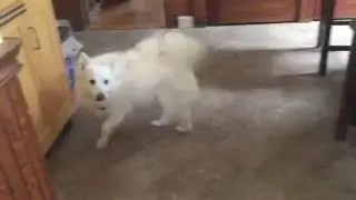 American Eskimo Dog Demands Breakfast