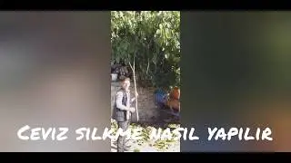 CEVİZ SİLKME NASIL OLUR