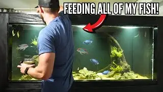 Feeding All of My Fish & Cichlids (Full Tour)