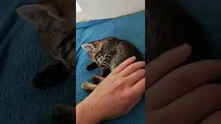 Кицики, киценята! ☺️