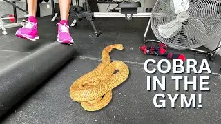 Deadly COBRA in GYM!