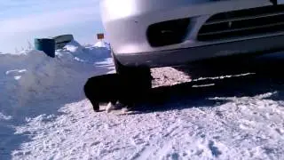 Отважная мышка