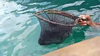 Berburu duri babi di laut Bersama bocil Di Desa Baruta