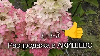 2 августа 2024 г. Обзор садового центра