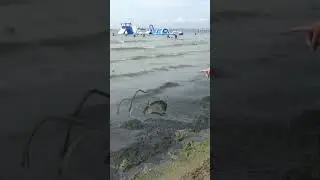 Kamkaed snake 🤣 on Anapa beach. Seaweed Eater
