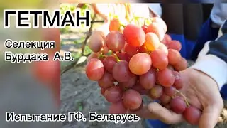 Обзор гибридной формы ГЕТМАН. Селекция Бурдака А.В. Беларусь