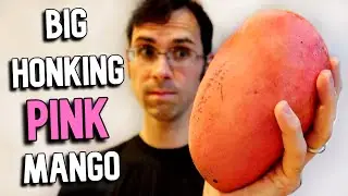 The Phoenix Mango - It's Big! It's Pink! It's Expensive! But Is It Good?
