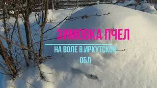 ЗИМОВКА ПЧЕЛ НА ВОЛЕ И В ОМШАНИКЕ 2022