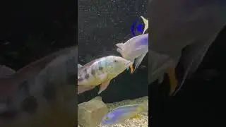 *FULL FISH ROOM TOUR* in Under 60 Seconds!