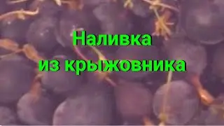 Наливка из крыжовника